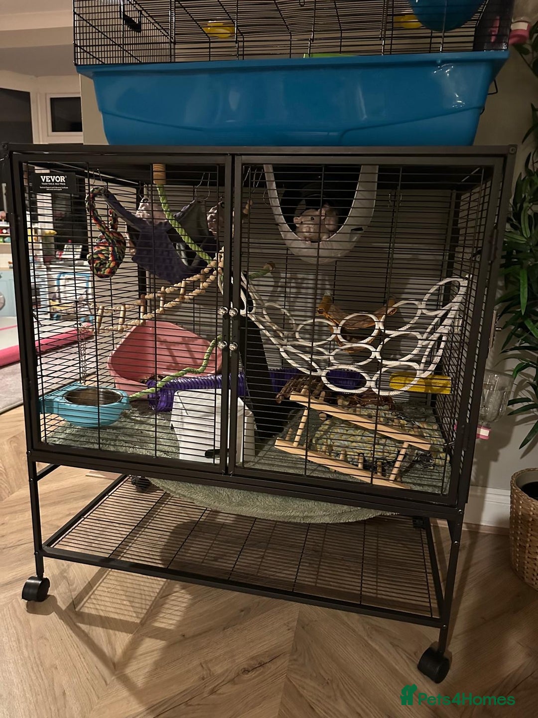 Rat rodents for sale: Two Pet Rats and Cage - Advert 1