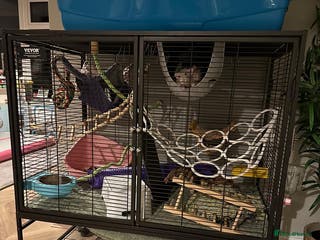 Rat rodents Two Pet Rats and Cage - Advert 1