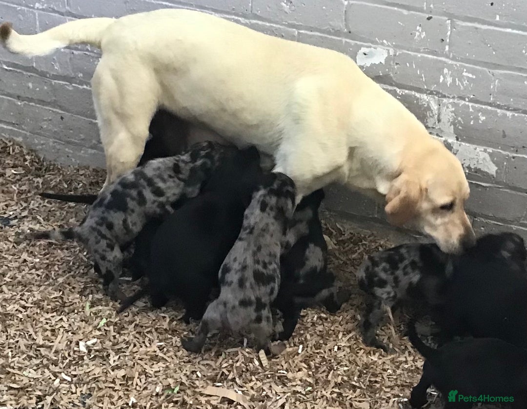 Cocker Spaniel dogs for stud: MERLIN…FOR STUD ONLY - Advert 5