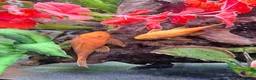 Plecos fish for sale: 2 x Super Red Bristlenose Plecos - Advert 1