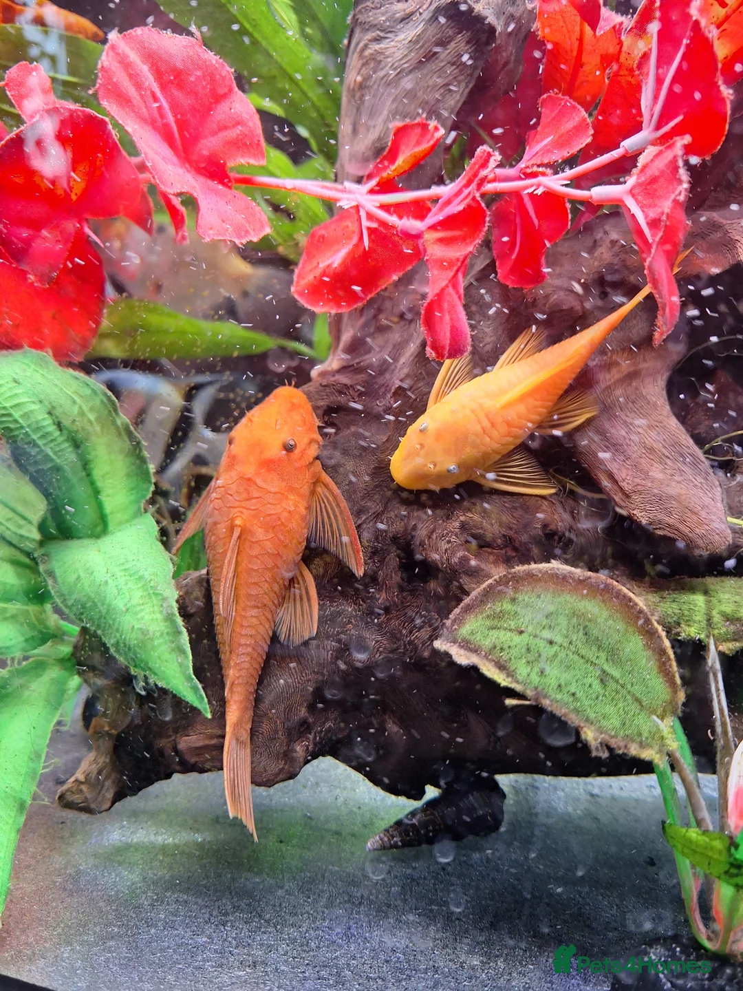 Plecos fish for sale: 2 x Super Red Bristlenose Plecos - Advert 1