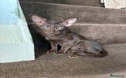 Oriental cats for sale: Oriental - Image 2