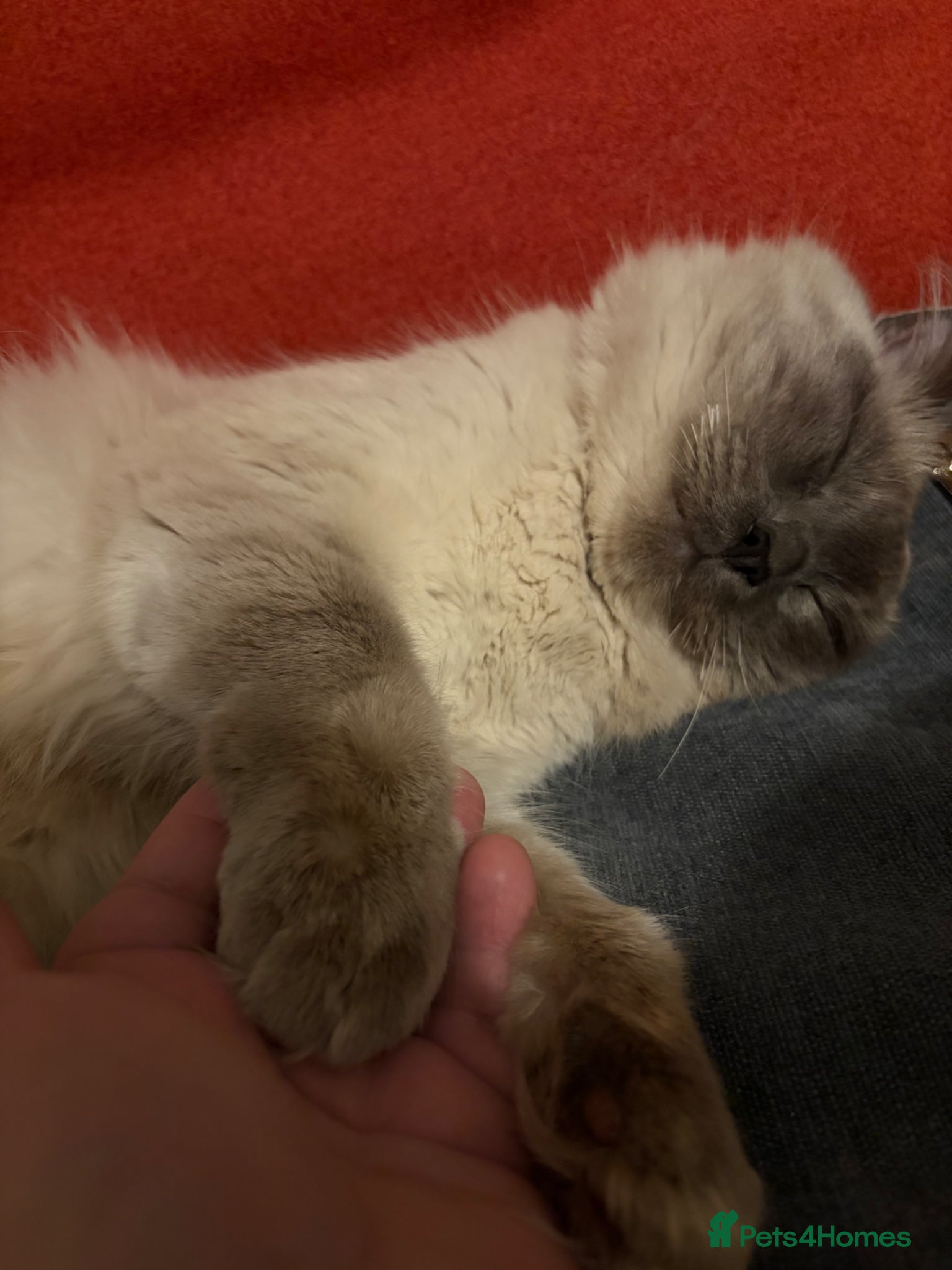 Ragdoll cats for sale: Loki  in Blackburn - Advert 6
