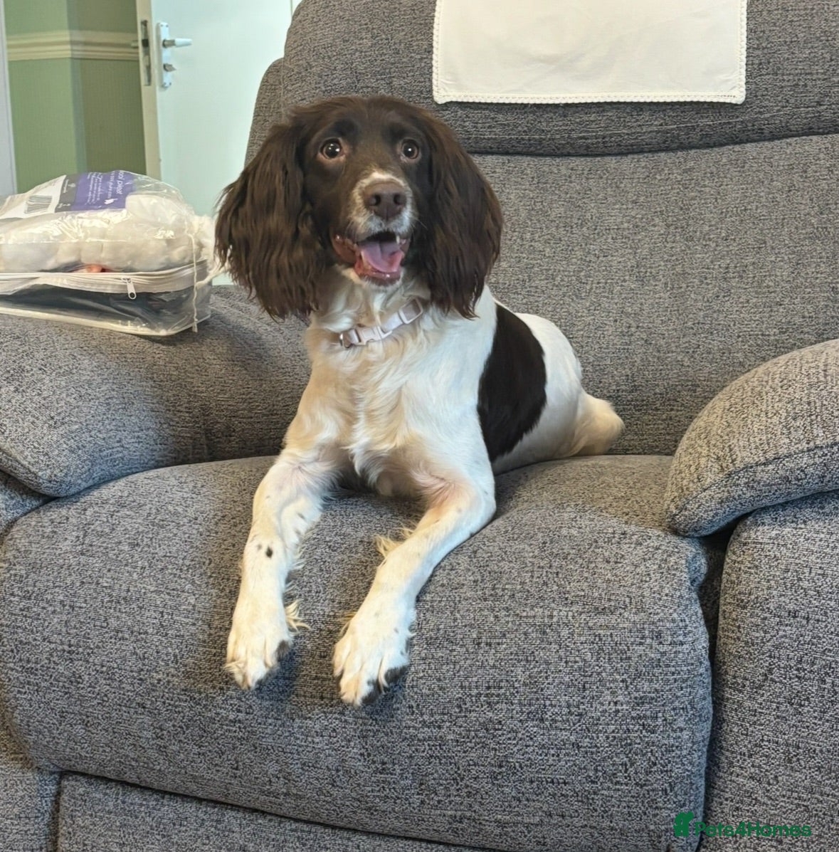 English Springer Spaniel dogs Springer spaniel puppies ready to go !!!! - Advert 10