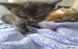 Mixed Breed cats for sale: Mixed kittens  - Image 8