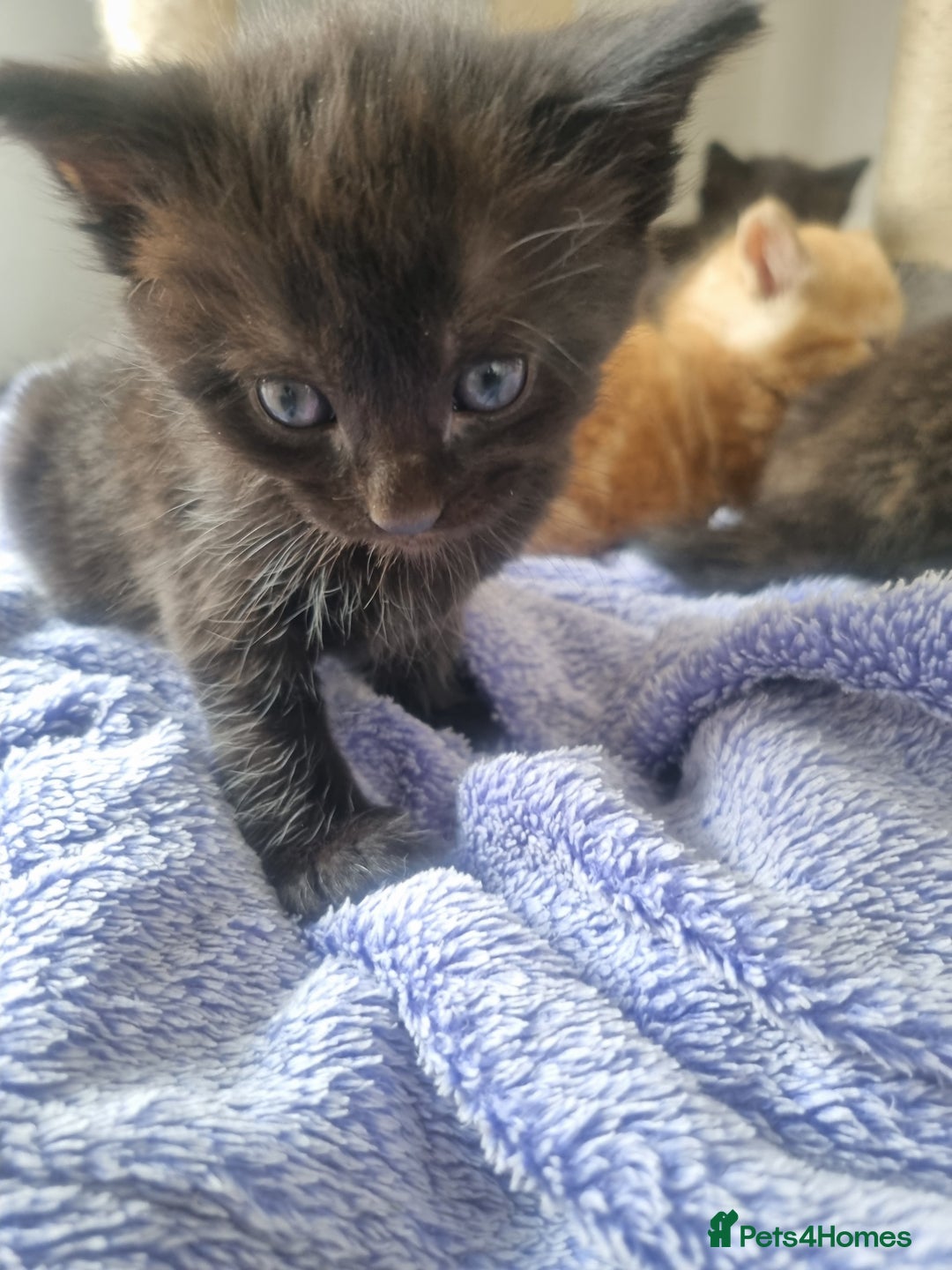Mixed Breed cats for sale: Mixed kittens  - Image 8