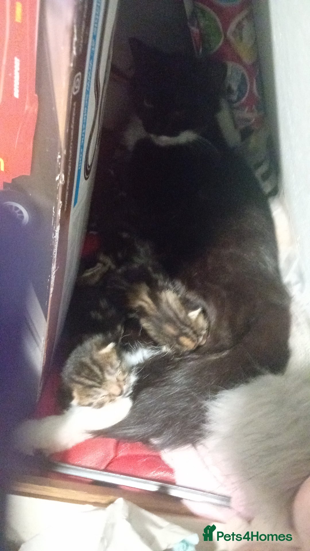 Bengal cats for sale: Bengal cross kittens  - Image 11