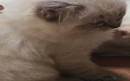 Ragdoll cats for sale:  Ragdoll Kittens HCM and PKD genes clear - Image 7