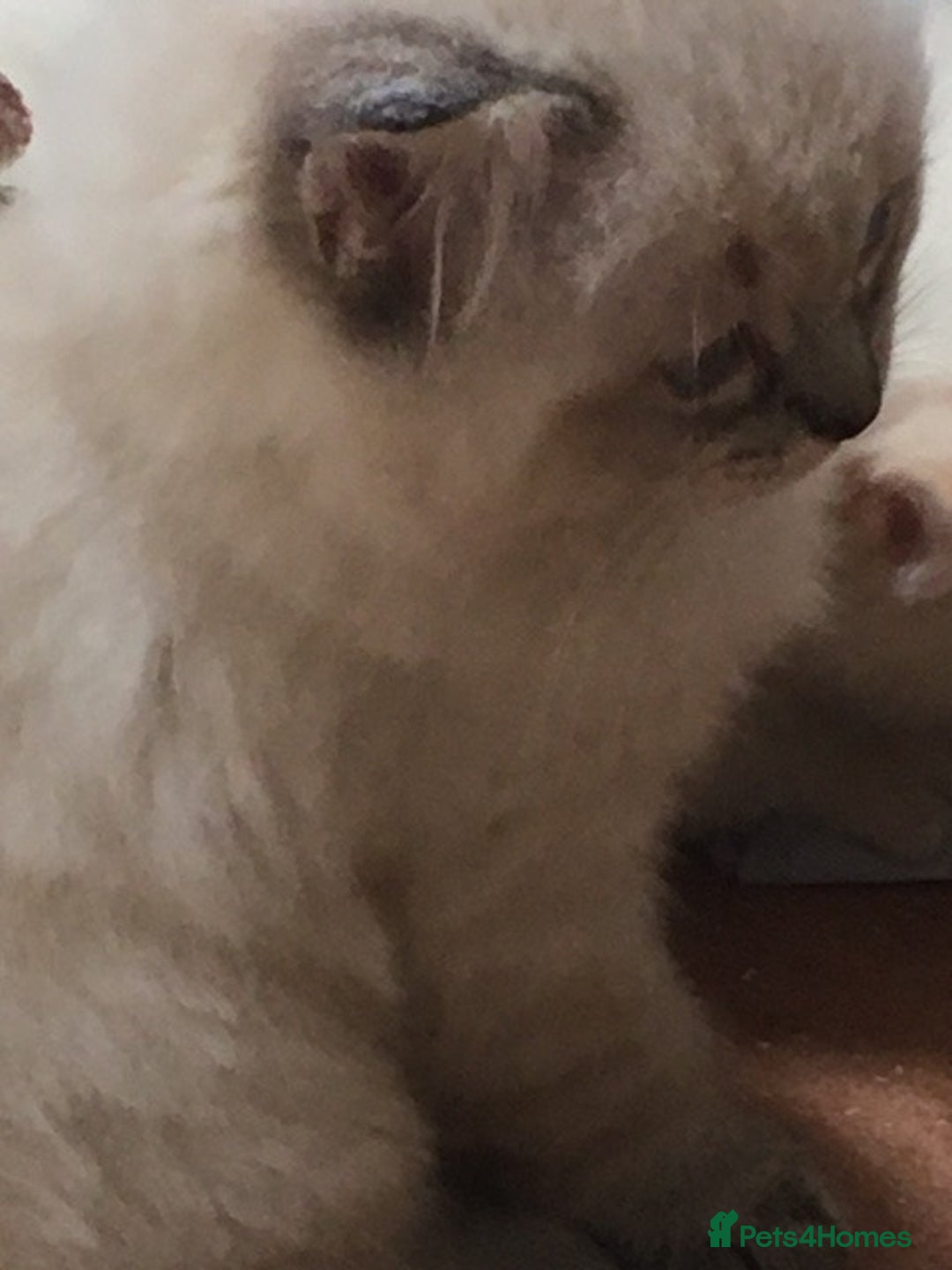 Ragdoll cats for sale:  Ragdoll Kittens HCM and PKD genes clear - Image 7