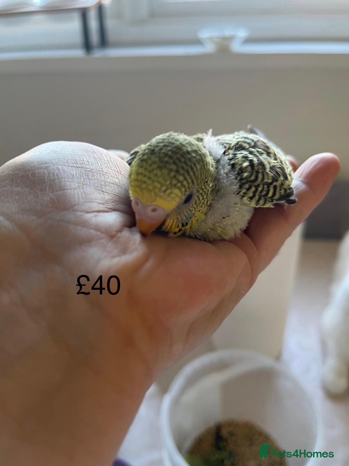 Budgerigars birds BABY BUDGIES FOR SALE  - Advert 4