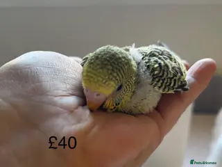 Budgerigars birds BABY BUDGIES FOR SALE - Advert 4