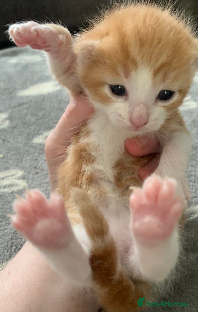 Mixed Breed cats Friendly and playful kittens ❤️ 🐱 🐾  - Advert 11