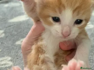 Mixed Breed cats Friendly and playful kittens ❤️ 🐱 🐾 - Advert 11