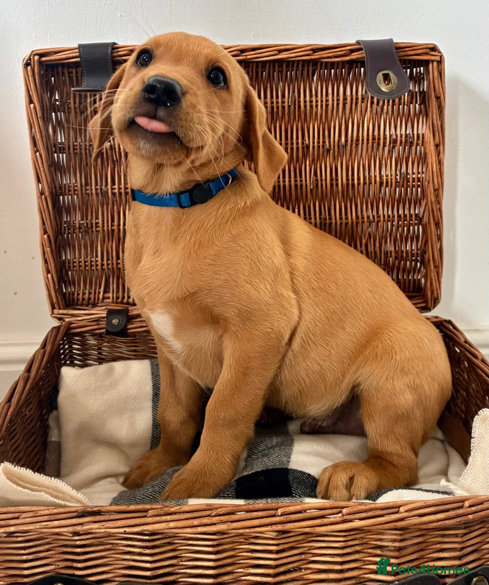 Labrador Retriever dogs Fiorella Fantastica's Fox Red Puppies - Advert 1