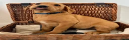 Labrador Retriever dogs for sale: Male Fox Red Puppies  - Advert 1