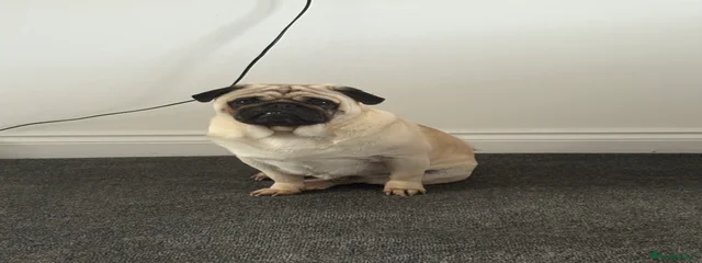 Paddy