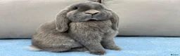 French Lop rabbits for sale: Pure breed Baby Giant French Lops Rabbits - Advert 3