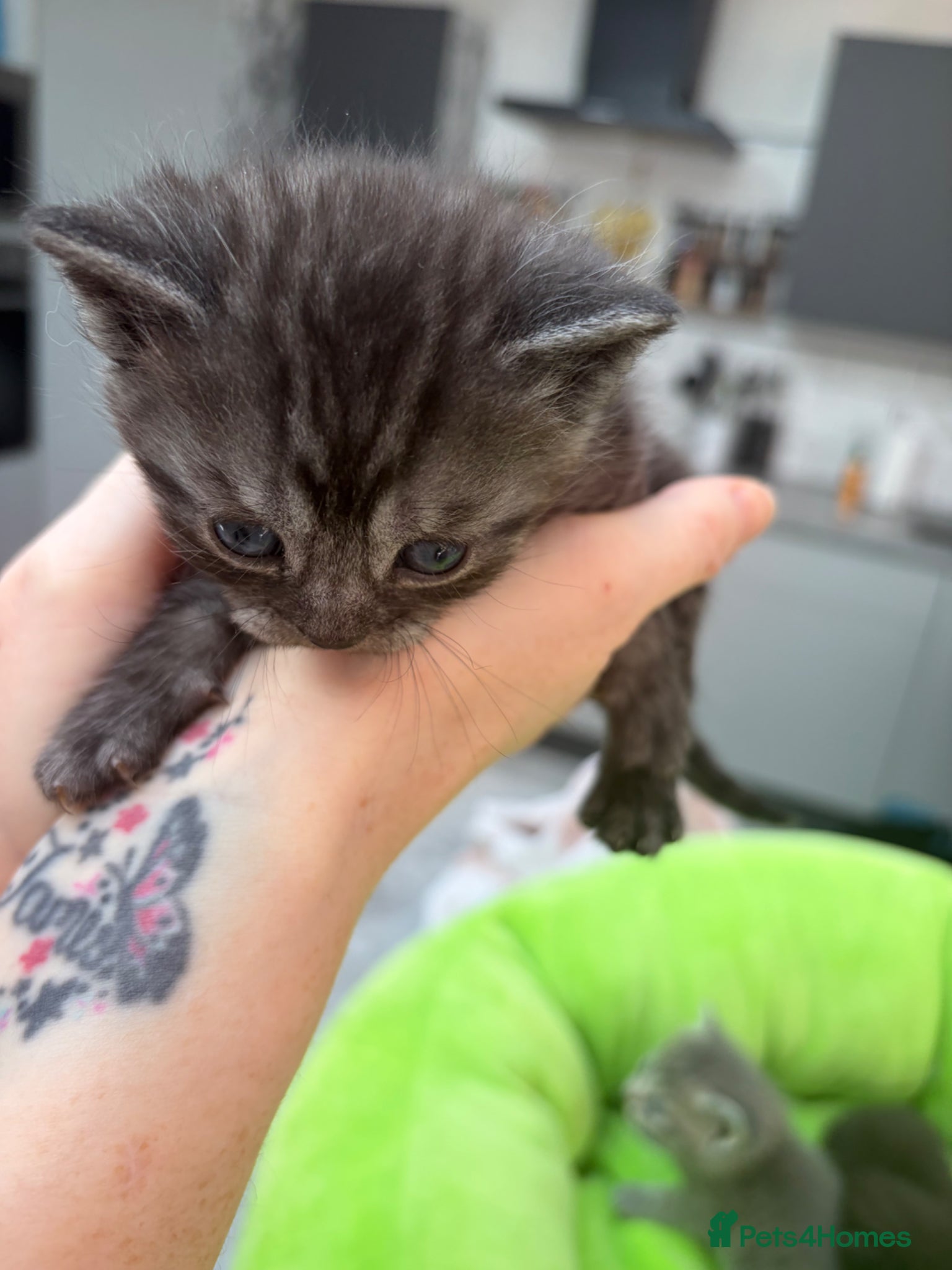 Mixed Breed cats Adorable British Shorthair Cross Kittens  - Advert 1