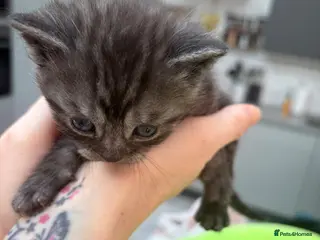 Mixed Breed cats Adorable British Shorthair Cross Kittens - Advert 2