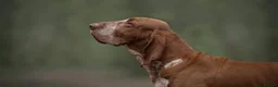 Bracco Italiano dogs for sale: Bracco Italiano puppies - Advert 5