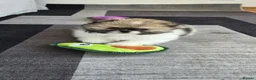 Pomeranian dogs for sale: Particolour Poms - Advert 21