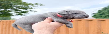 Staffordshire Bull Terrier 4