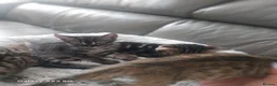 Bengal cats for sale: Bengals kittens - Advert 12