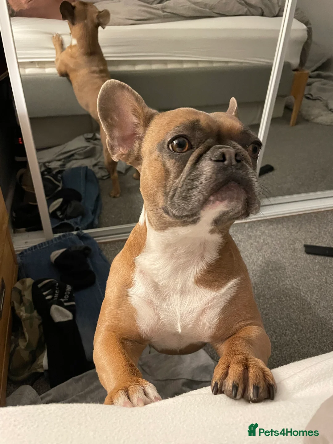 French Bulldog dogs for sale: Bailee French Bulldog - Advert 8