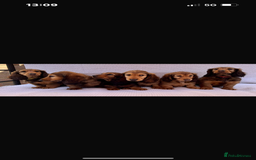 Dachshund dogs for stud: Standard long haired Dachshund  - Image 7