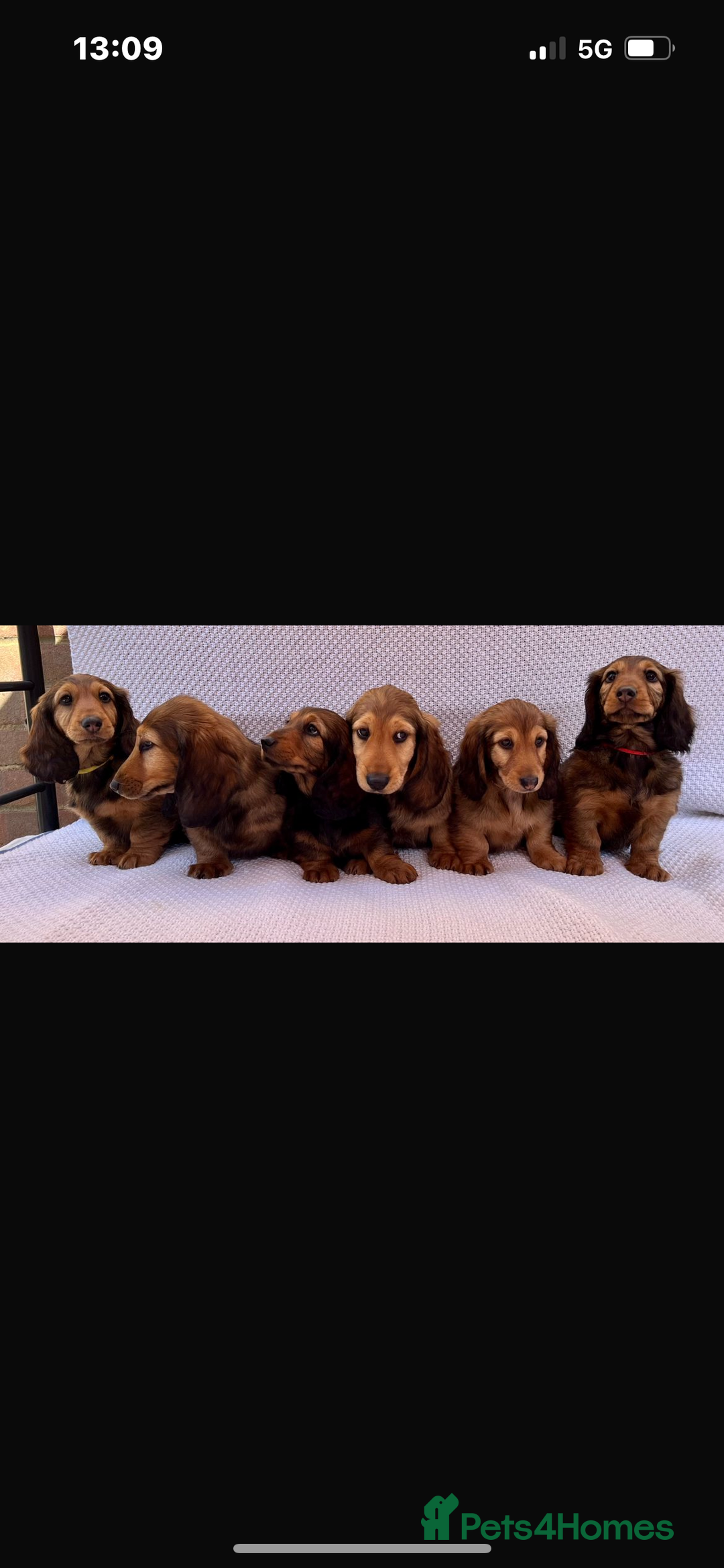 Dachshund dogs for stud: Standard long haired Dachshund  - Image 7