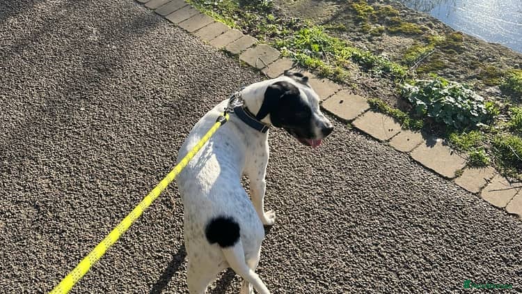 Mixed Breed dogs 2yo SpringerX, Lockheed - Advert 16