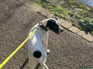 Mixed Breed dogs 2yo SpringerX, Lockheed - Advert 16