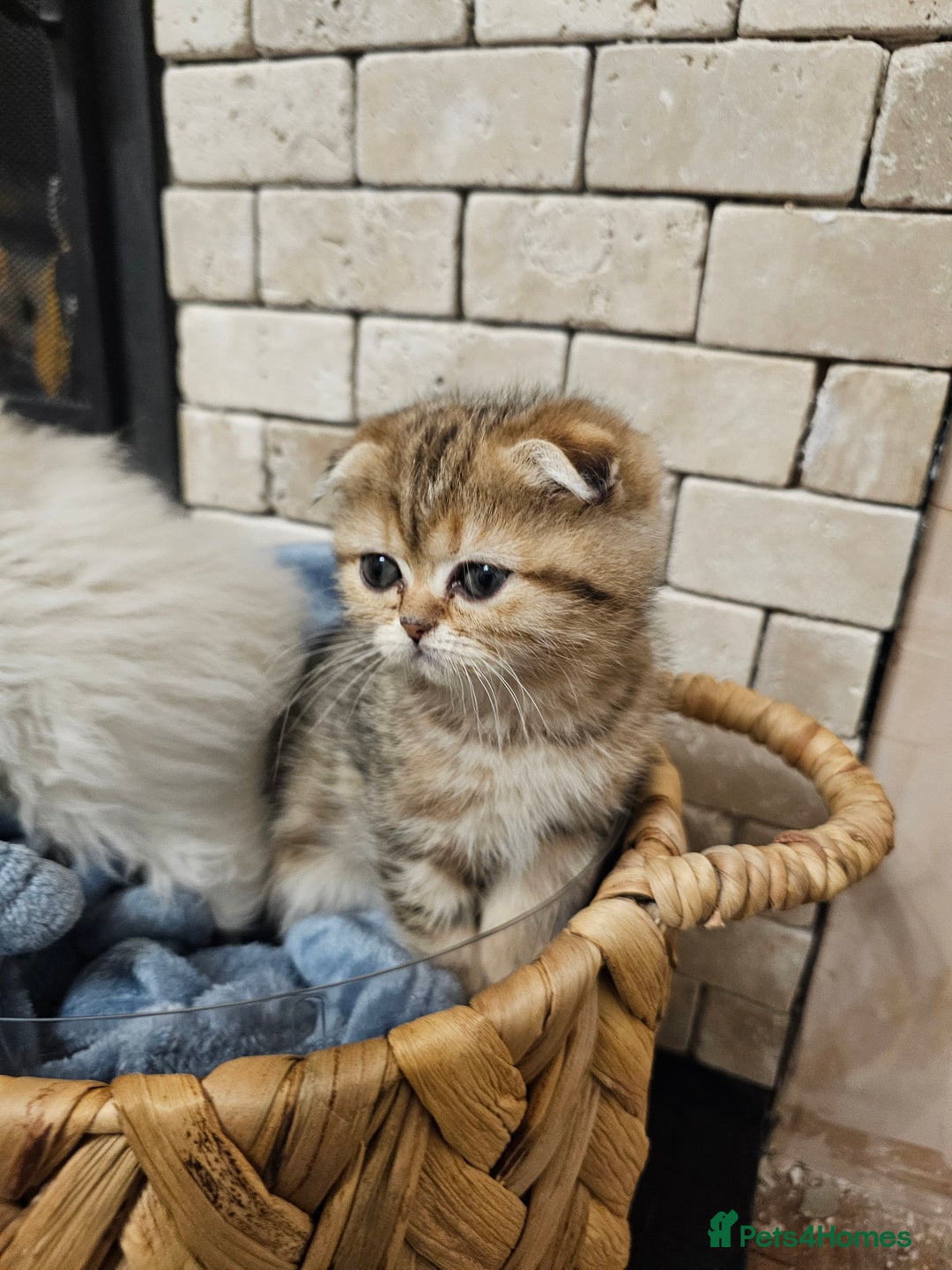Scottish Fold cats for sale: Stunning scottish folds - Advert 2
