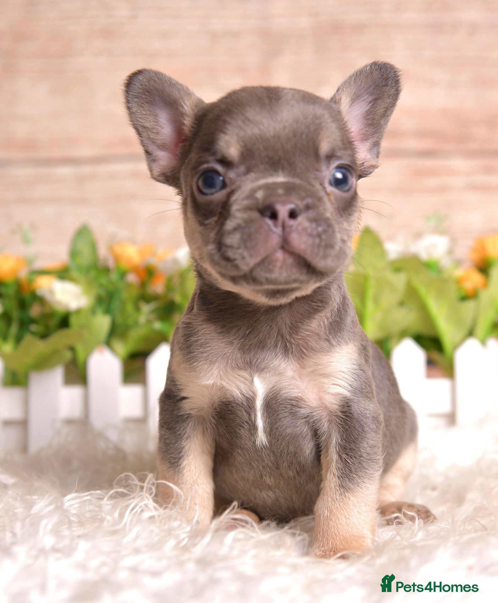 French Bulldog dogs for sale: Kc registered french bulldog puppies  - Advert 1