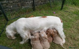 Cockapoo dogs for sale: ⭐️VERY RARE TOY Cockapoo Puppies⭐️🐶 - Image 10