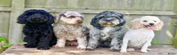 Cavapoo dogs for sale: Cavapoo, Cockapoo and Pood - Advert 10