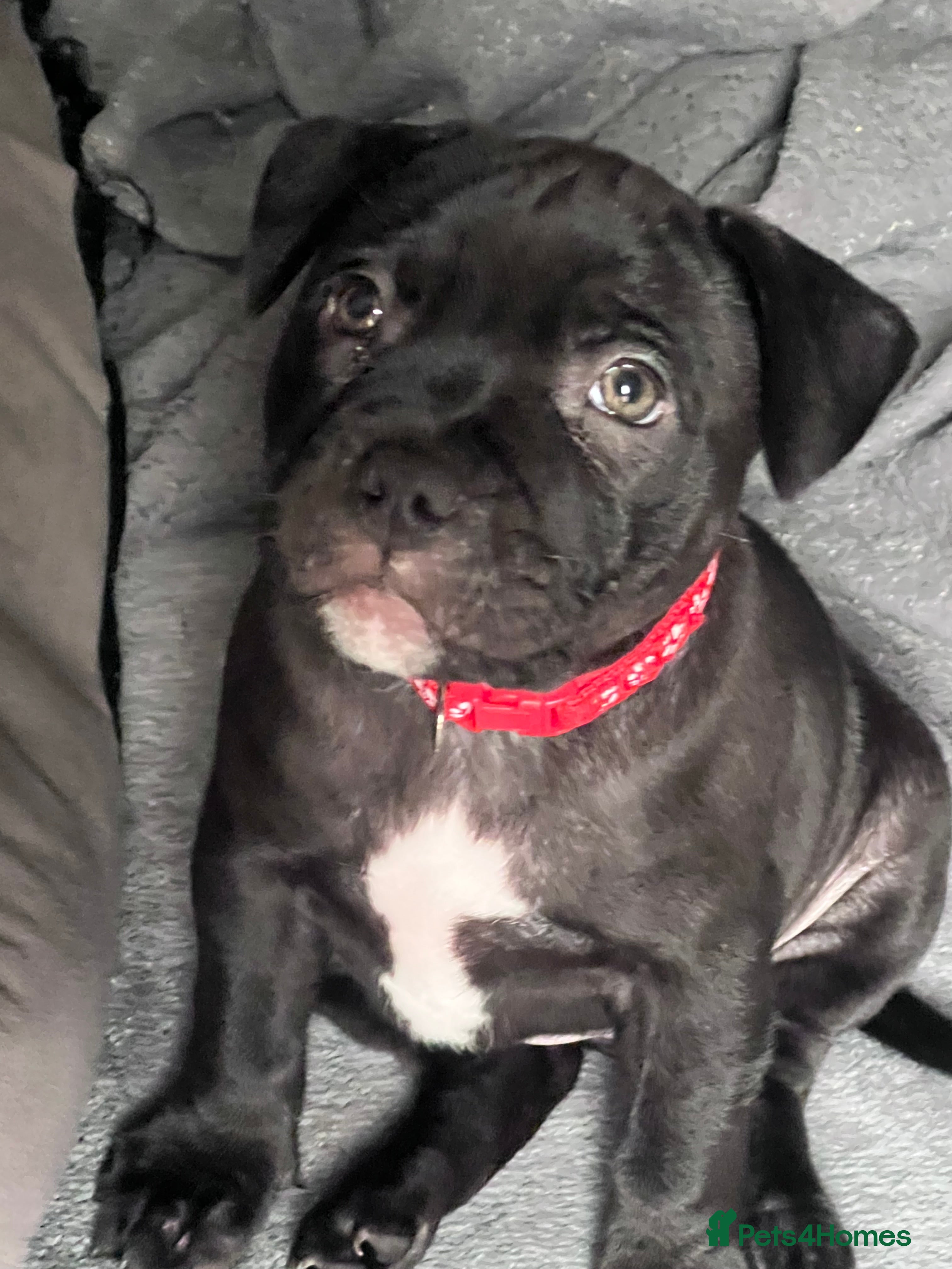 Staffordshire Bull Terrier dogs for sale: KC Staffords | Blue & Black | Champion Bloodlines  - Advert 2