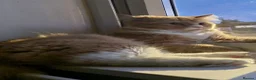Mixed Breed cats for sale: Persian kittens  - Advert 10