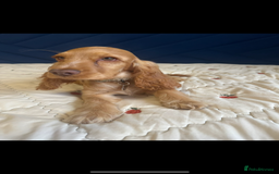 Cocker Spaniel dogs for sale: Fully health tested KC show cocker spaniel  - Image 2