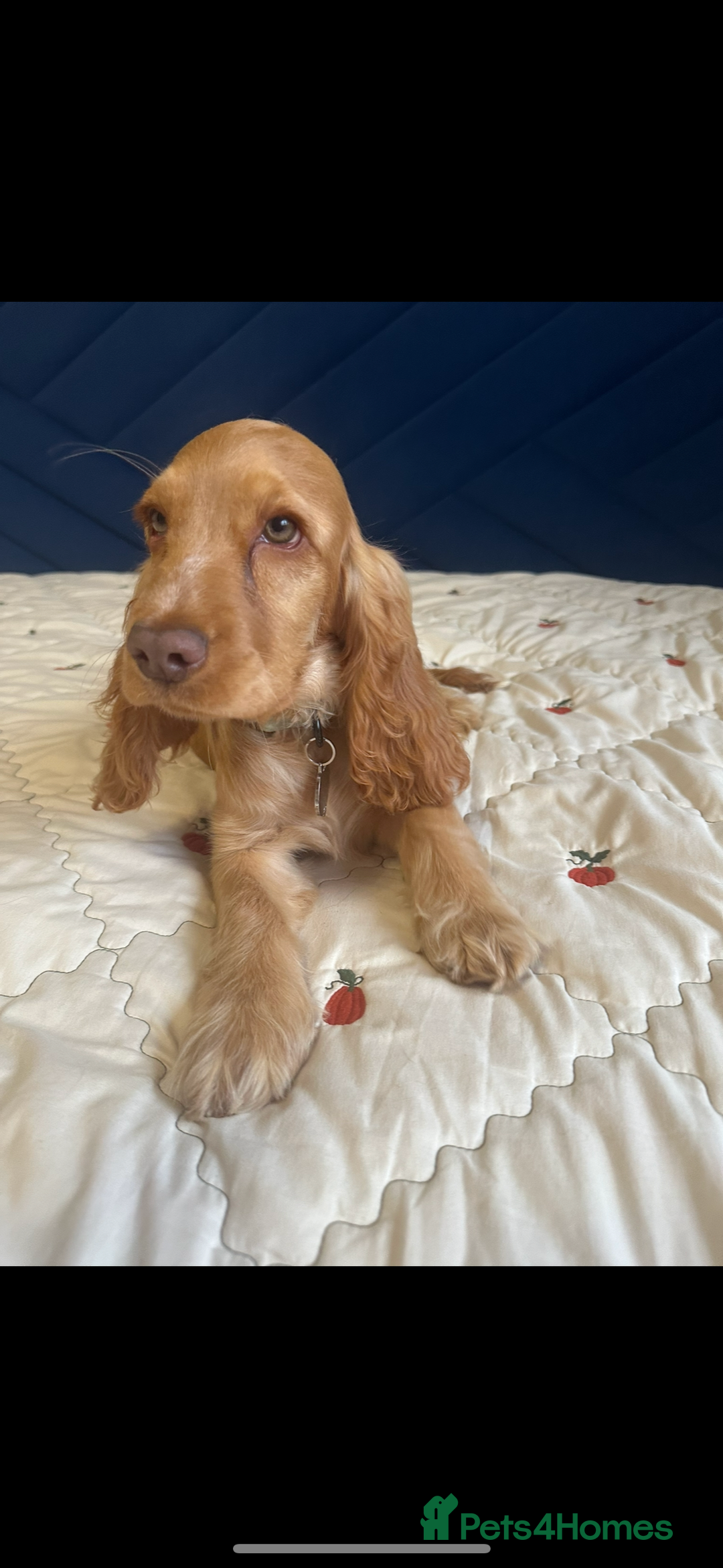 Cocker Spaniel dogs for sale: Fully health tested KC show cocker spaniel  - Image 2