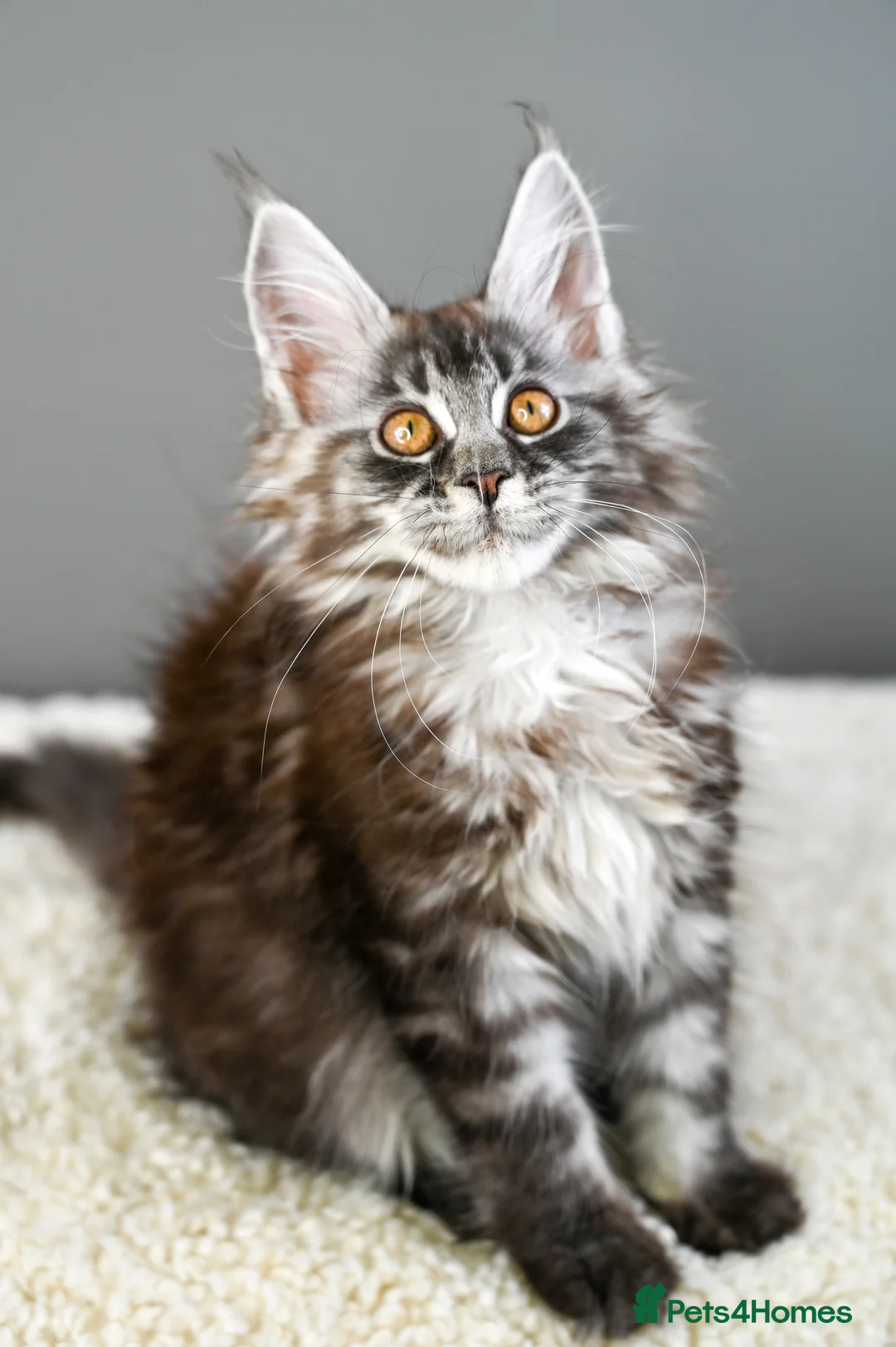 Maine Coon cats for sale: 🧬 STUNNING KITTENS - TICA REGISTERED 🎖️ - Advert 29