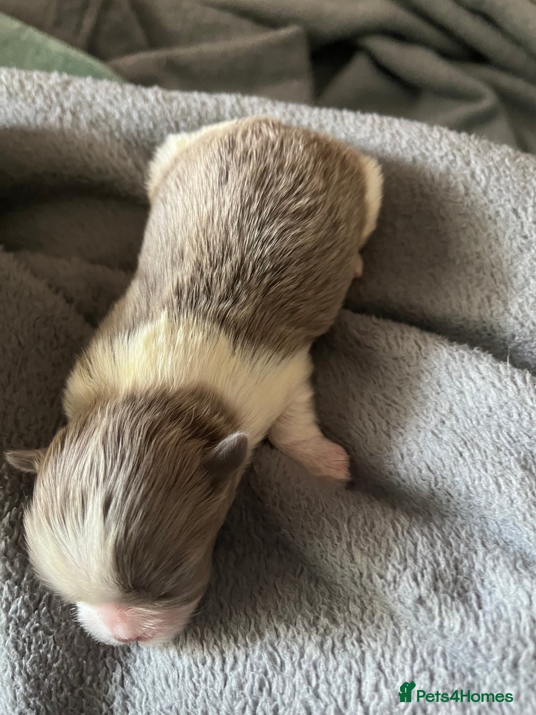 Shih Tzu dogs for sale: Beautiful shihtzu puppies  - Image 6