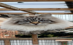 Siberian cats for sale: Adorable Neva Siberian  - Image 8