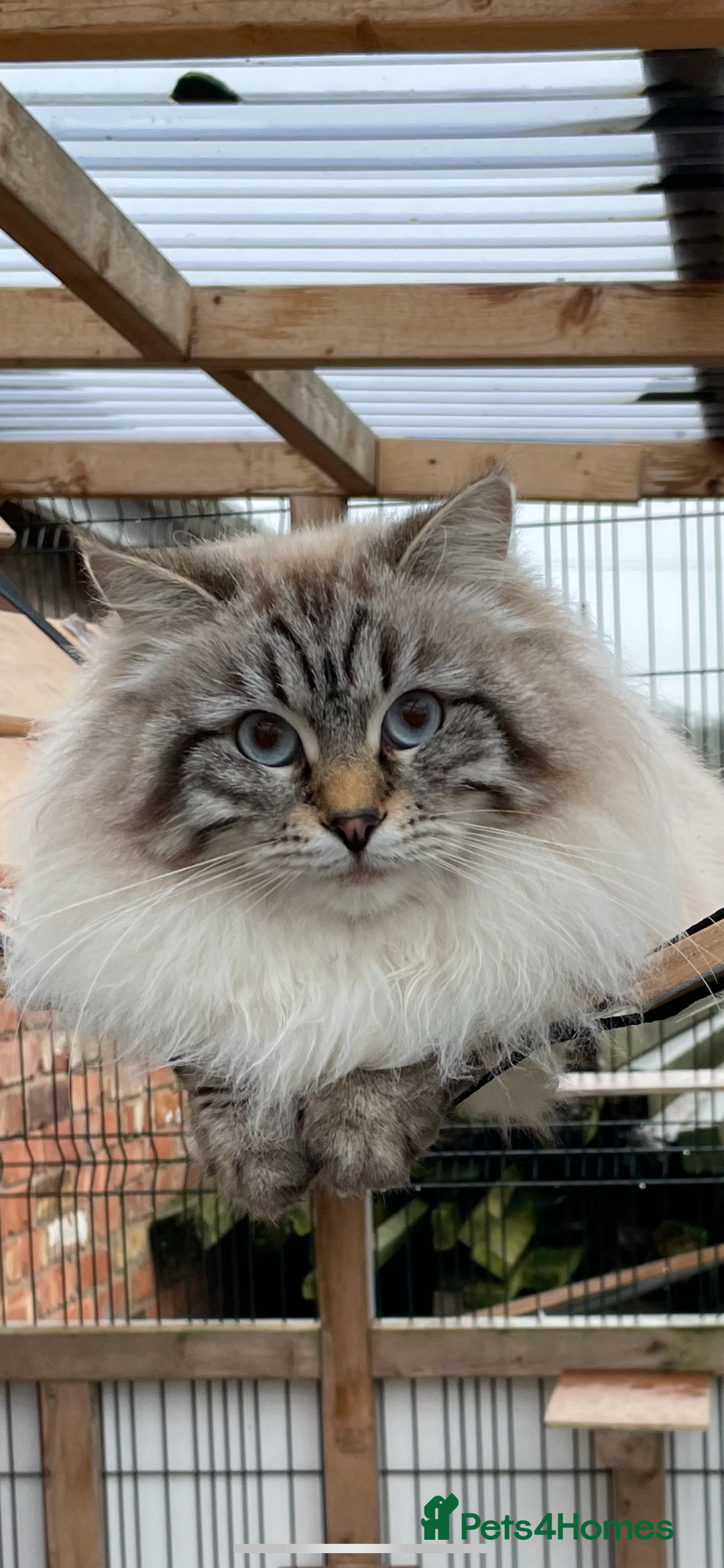 Siberian cats for sale: Adorable Neva Siberian  - Image 8