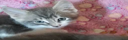 Mixed Breed cats for sale: Grey and grey tabby kittens ready to go in Bath - Advert 1