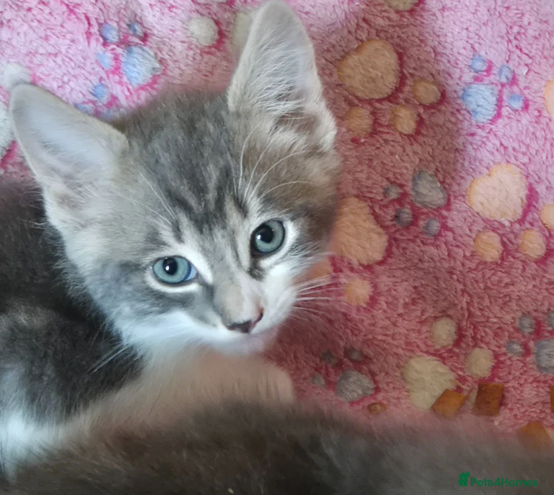 Mixed Breed cats for sale: Grey and grey tabby kittens ready to go in Bath - Advert 1