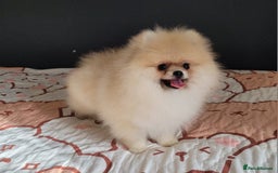 Pomeranian dogs for sale: XXS🐶KC REG🐾Pomeranian Puppies for sale🐶 in Brentwood - Image 10