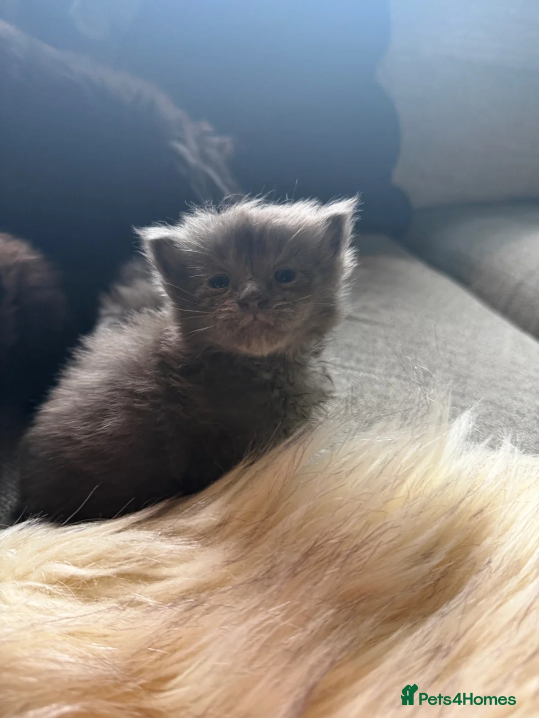 Maine Coon cats for sale: Maine Coon kittens  - Advert 11