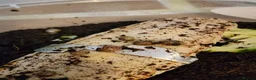 Snails invertebrates for sale: Baby Giant African land snails  in Crowborough - Advert 3