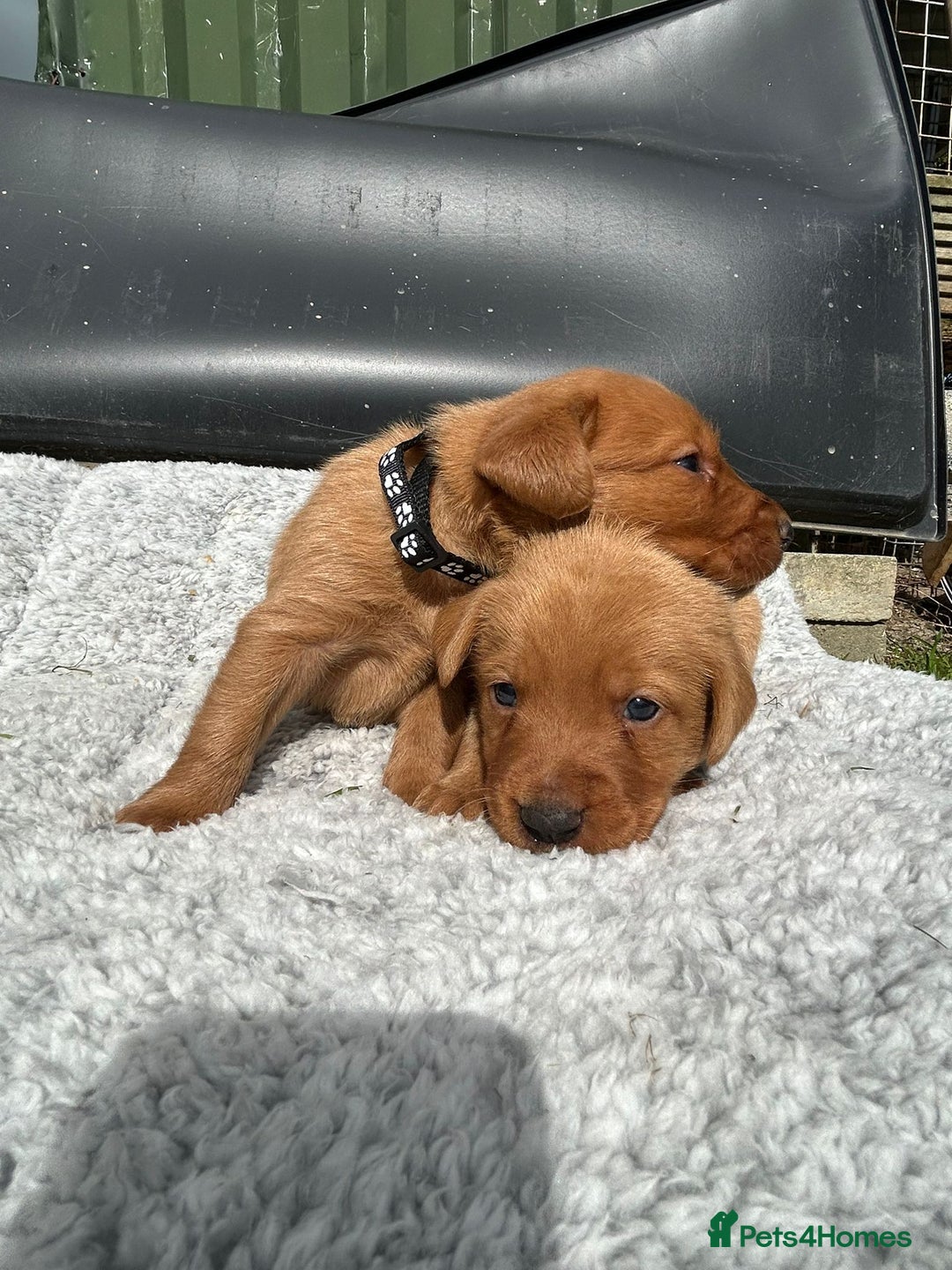 Labrador Retriever dogs for sale: Fox red labrador puppies  - Image 7